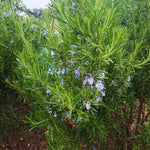 6 Blue Rosemary Plants Live, Rosemary Live Plants from 4 Inc Tall, Zone 7 to 10