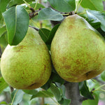 Pear Tree Plant Live, Sweet Crisp Fruit Tree, 1.5-2.5 Ft Tall