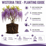 Purple Wisteria Tree Live Plant, Fragrant Flowering Vine in 2.5'' Pot, Blooming Wisteria Tree fot Container and Garden Growing