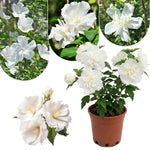 Rose of Sharon Plant Live 6-13 Inch Tall, Althea Hibiscus Syriacus Bush Shrub, in Pot (White Rose of Sharon)