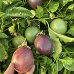 Purple Passionfruit Tree Live Plant, High Yield Passionfruit Vine, 5 to 9 Inch Tall Edible Passiflora Outdoor Garden, Perennial Coloful and Sweet Fruit