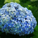 Blue Hydrangea Plant Live, Blue Blooming Flower, 1-1.5 Ft Tall