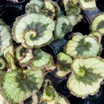 2 Begonia Live Plants Outdoor, Angel Wing Begonia Maculata Plants Live, 5-9" Tall, Ornamental Foliage Houseplant for Home or Office (Silver Green)