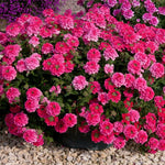 Pack 4 Pink Perennial Verbena Plants, Pink Verbena Live Plants, Verbena Flower Trailing Plants Live for Planting, Pink Verbena Plants in Zones 7 to 11