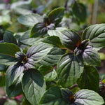 2 African Basil Plants 4–7" Tall, Live Herb Garden Plants for Patio, Containers and Backyard Landscaping