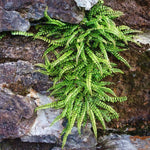 20 Maidenhair Fern Rhizomes for Planting, Fern Live Plants from 4 to 6 Inc Tall