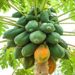 Sweet Papaya Tree Live Plant, Tropical Fruit Papaya Plant, Well Rooted 5-10 Inches Tall in 4 Inch Pot