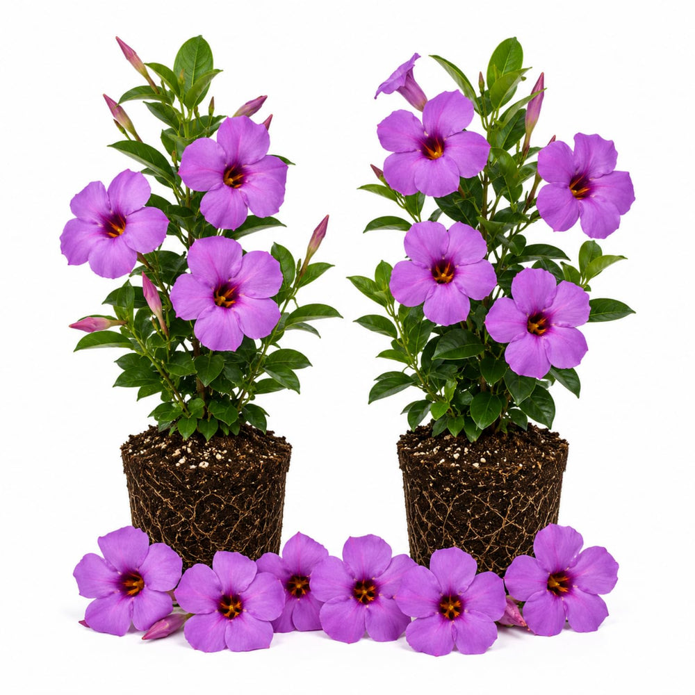 2 Purple Blue Mandevilla Plants Live 4–7" Tall, Live Mandevilla Flowering Tropical Vines for Patio, Containers and Backyard Landscaping