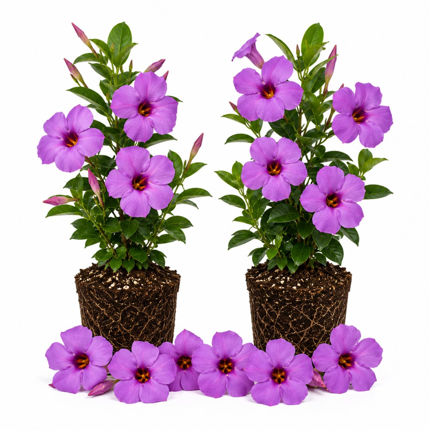 2 Purple Blue Mandevilla Plants Live 4–7" Tall, Live Mandevilla Flowering Tropical Vines for Patio, Containers and Backyard Landscaping