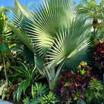 Palm Tree Live Plant, Fully Rooted in 3 Gallon Pot, Rare Tropical Plant Live for Indoor or Outdoor Growing, Giant