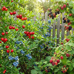 Set of 3 Mixed Fruit Plants Live, Raspberry, Blueberry and BlackBerry, 4–8 Inch Tall Assorted Berry Seedlings, Indoor Outdoor Garden Plants