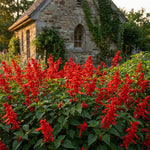 3 Bright Red Salvia Sage Plants 4–7" Tall, Perennial Live Flowering Garden Plants for Outdoor Growing, Vibrant Salvia Plant Starter