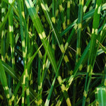 2 Zebra Grass Plants Live for Spring Planting, Size 5-9" in Tall, Oranamental Grass for Outdoor Indoor