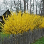 2 Lynwood Gold Forsythia Plants Bareroots 6 to 12 Inch Tall, Yellow Forsythia Plant Live for Planting, Fragrant Forsythia Bush Shrub