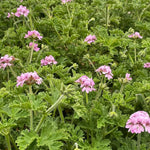 2 Pink Scented Geranium Plants Live 4–7 Inches Tall, Fragrant Flowering Geranium Herb Plant, Indoor Outdoor Container Plant for Garden