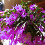 Live Purple Christmas Cactus Live Plant 4–6 Inches Tall, Winter Blooming False Thanksgiving Cactus Well Rooted, Flowering Houseplant for Home and Office