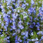 Set 3 Rosemary Plants Live, Blue Rosemary Live Plants, 3 to 5 Inc in Height