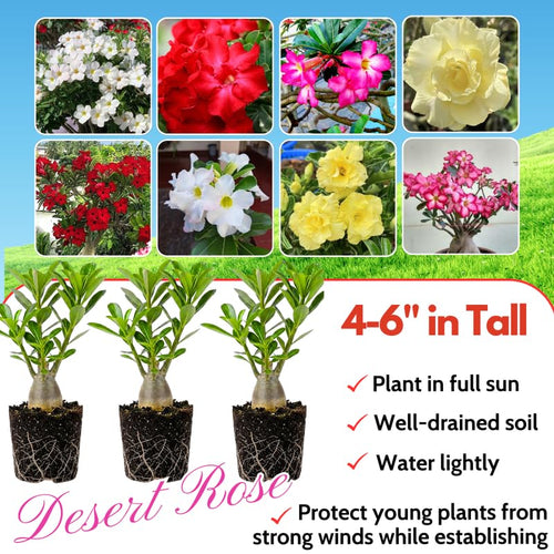 02 Mixed Desert Rose Live Plants, Starter Adenium 3-6 Inches Tall, No Pot, No Flower, Tropical Flowering Succulent Plants for Indoor Outdoor Growing