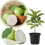 White Guava Tree Live Plant, 6-8 Inches Tall in 4 Inch Pot, Tropical Fruit Tree Well-Rooted Guava Plant