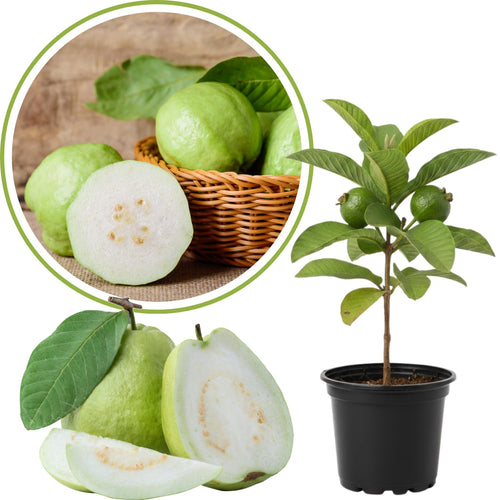 White Guava Tree Live Plant, 6-8 Inches Tall in 4 Inch Pot, Tropical Fruit Tree Well-Rooted Guava Plant