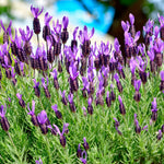 French Lavender Plant Live, Live Lavender Plants for Outside, Purple Blooms, Cold Hardy Herb for Indoor Outdoor Planting, 4 to 7 Inches Tall