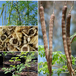 Moringa Tree in 4" Pot, Moringa Live Plants, 6-10'' Tall, Oleifera Drumstick Horseradish Ready to Grow Outdoor, No CA, Full Sun