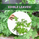 Set 4 Live Citronella Plants Live, Fragrant Citronella Geranium Live Plants, 4-9" Tall, Outdoor Live Plants for Patio and Garden
