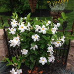 2 White Mandevilla Plants Live 4–7" Tall, Live Mandevilla Flowering Tropical Vines for Patio, Containers and Backyard Landscaping