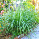 Set 8 Big Lemon Grass Live Plants, Fully Rooted Bare Root Lemongrass Plants Live for Planting, Fresh Rooted Lemongrass Stalks
