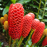 12 Shampoo Ginger Rhizomes for Planting, Zingiber Zerumbet Roots, Hardy Perennial Red Pinecone Ginger Roots for Outdoor Garden