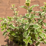 Set of 2 Pineapple Mint Plants Live 4-6 Inches, Perennial Mint Plants, Fragrant Herbs for Growing Outdoor Indoor