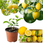 Live Yellow Lemon Tree, 3-5" Tall, Well Rooted for Planting