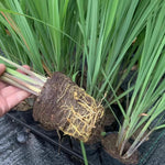 3 Lemon Grass Live Plant, Lemongrass Plants for Outside Planting 4 to 6 Inc Tall