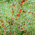 Red Goji Berry Tree Live Plant, Cold Hardy Fruit Plant, 2-3 Ft Tall