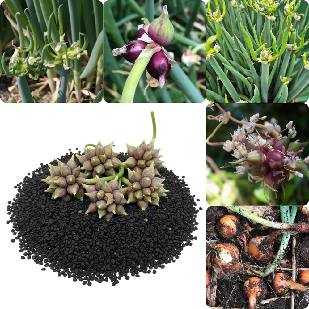 100 Walking Onion Seeds - Egyptian Walking Onion Seeds, Not Bulbils, Perennial Heirloom Onion for Garden Planting