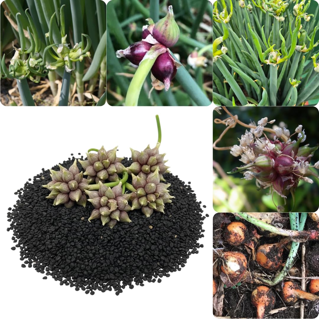 100 Walking Onion Seeds - Egyptian Walking Onion Seeds, Not Bulbils, Perennial Heirloom Onion for Garden Planting