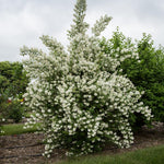 Mock Orange Shrub Live Plants Trees Plants in Pot, White Flower Mock Orange Tree for Planting, Fragrant, Outdoor Planting