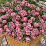 Pack 2 Bicolor Perennial Verbena Plants, Red White Verbena Live Plants, Verbena Flower Trailing Plants Live for Planting, Verbena Plants in Zones 7 to 11