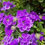 Set of 2 Live Purple Verbena Plants, Hardy Verbena Flowers, 4-8 Inches Tall, Ready for Planting