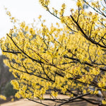 5 Witch Hazel Trees Live Plants, 1-2 Feet Tall Bare Root Hardy Shrubs for Outdoor Planting, Yellow Flower