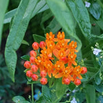 2 Orange Milkweed Plants Live Starter Size, 5-9" in Tall, Outdoor Planting, Spring Blooms, Cold Hardy, Perennial