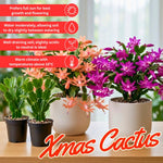 4 Christmas Cactus Plants Live, 5-9 Inch Tall (Purple)