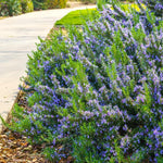 6 Live Rosemary Plants, Blue Rosemary Herb Plants 4-6" Tall for Outdoor Garden or Pots