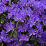 Purple Azalea Plants Live Tree for Outdoor Growing, 9 Months Old Starter Size, Azaleas Rhododendron Flower Vibrant Color Spring Planting