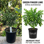 Green Finger Lime Tree Live, 1-2ft Tall, Citrus Plant 1 Gallon Pot, Finger Lime Citrus Tree, Well Rooted Fruit Plant