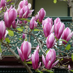 Magnolia Plant Live 6 to 12 Inches Tall, in 2.5 Inches Pot, Magnolia Tree Live Plant, Fragrant Magnolia Flowers (Ann Magnolia)