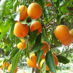 Navel Orange Live Plant in 1 Gallon Pot, Sweet Orange Tree 24-30 Inch Tall, Citrus Fruit Tree for Planting Outdoor Garden