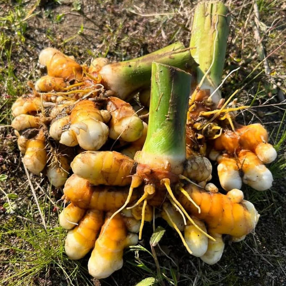 8 Turmeric Roots for Planting, Fresh Curcuma Turmeric Rhizomes, Heirloom Herb Roots for Home Garden