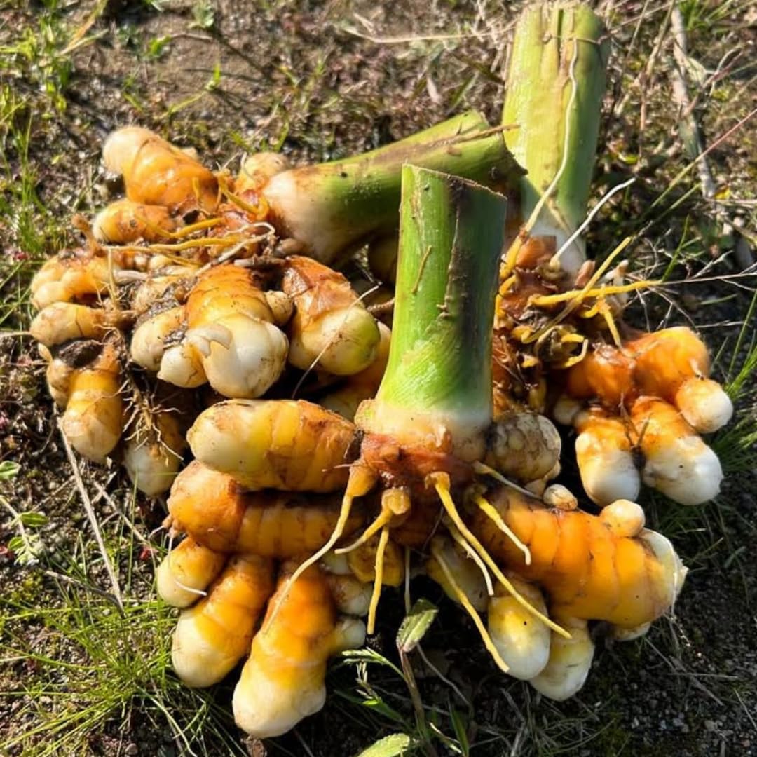 8 Turmeric Roots for Planting, Fresh Curcuma Turmeric Rhizomes, Heirloom Herb Roots for Home Garden