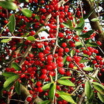 Weeping Yaupon Holly Plant Live for Growing 4 to 6 Inch Height, Weeping Holly Tree Live Plant Ready to Grow, Holly Bush Shrub